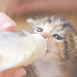 고양이 아기고양이 성장