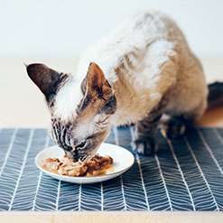 반려묘의 수분공급에 도움이 되는 습식 고양이용 사료