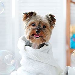 강아지에게 주사가 필요한가요? 강아지 목욕은 얼마나 자주 시켜야 하나요?